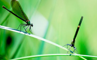 Cómo combatir la presencia de insectos