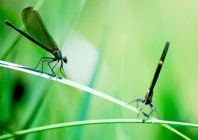 Cómo combatir la entrada de insectos