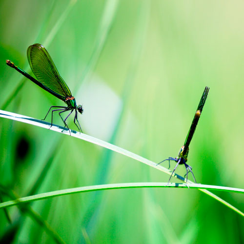 Cómo combatir la entrada de insectos